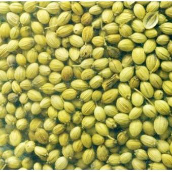 DHANIA CORIANDER CORIANDRUM SATIVUM