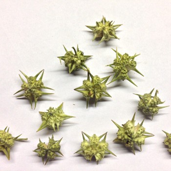 GOKHRU SMALL CALTROPS TRIBULUS TERRESTRIS