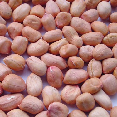 GROUNDNUTS GROUNDNUTS ARACHIS HYPOGAEA