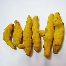 HALDI TURMERIC CURCUMA LONGA