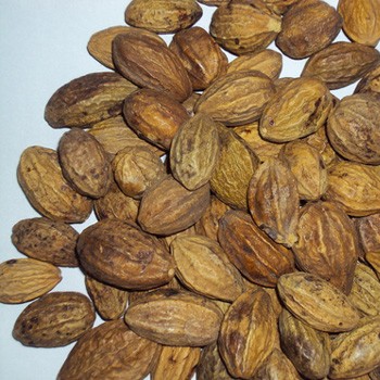 HARDA CHEBULIC MYROBALAN TERMINALIA CHEBULA