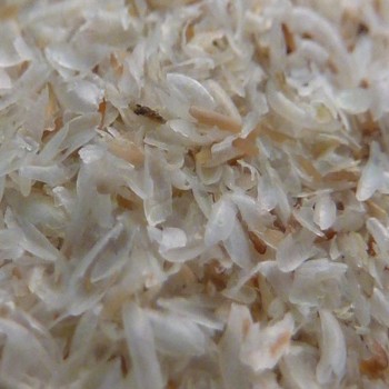 ISABGOL PSYLLIUM SEED HUSK PLANTAGO OVATA