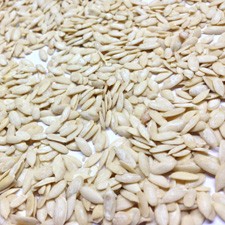 KHARBOOZA BHEEJ MUSK MELON SEEDS CUCUMIS MELO
