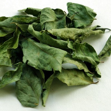 KURRY PATTA (CURRY LEAVES) (BERGERA KOENIGII)