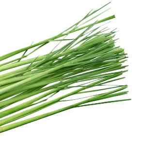 LEMON GRASS