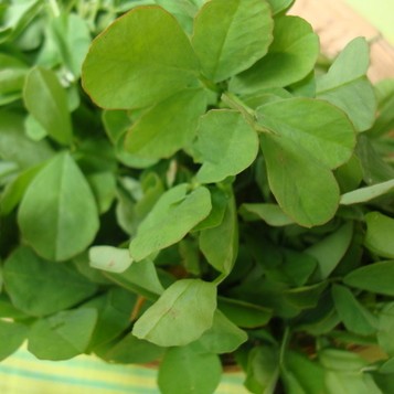 METHI PATTA (FENUGREEK LEAVES) (TRIGONELLA FOENUM)