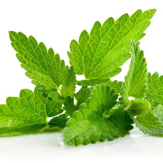MINT LEAVES (MENTHA ARVENSIS)
